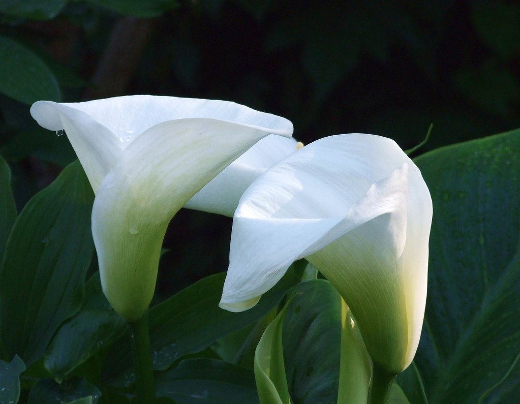 Graceful calla lilies Beacon Hill Park, Victoria BC Flickr