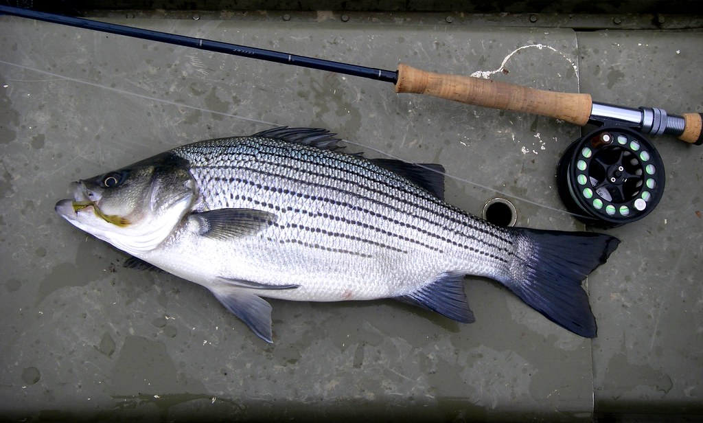Wiper This is a "wiper" (striper/white bass hybrid) from L… Flickr