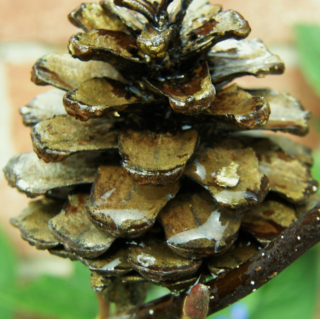 Water covered Cone... | Pine cone covered in rain drops. | Flickr