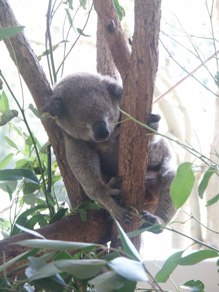 What are they feeding these stoned Koalas anyway? Brady Montz Flickr