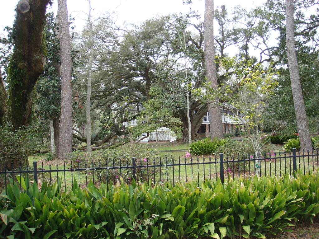 Seven Sisters Oak The Seven Sisters Oak is the largest cer… Flickr