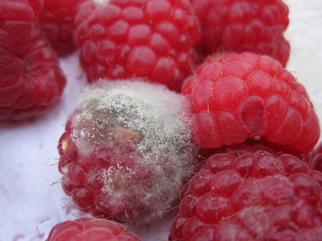 Moldy Raspberries