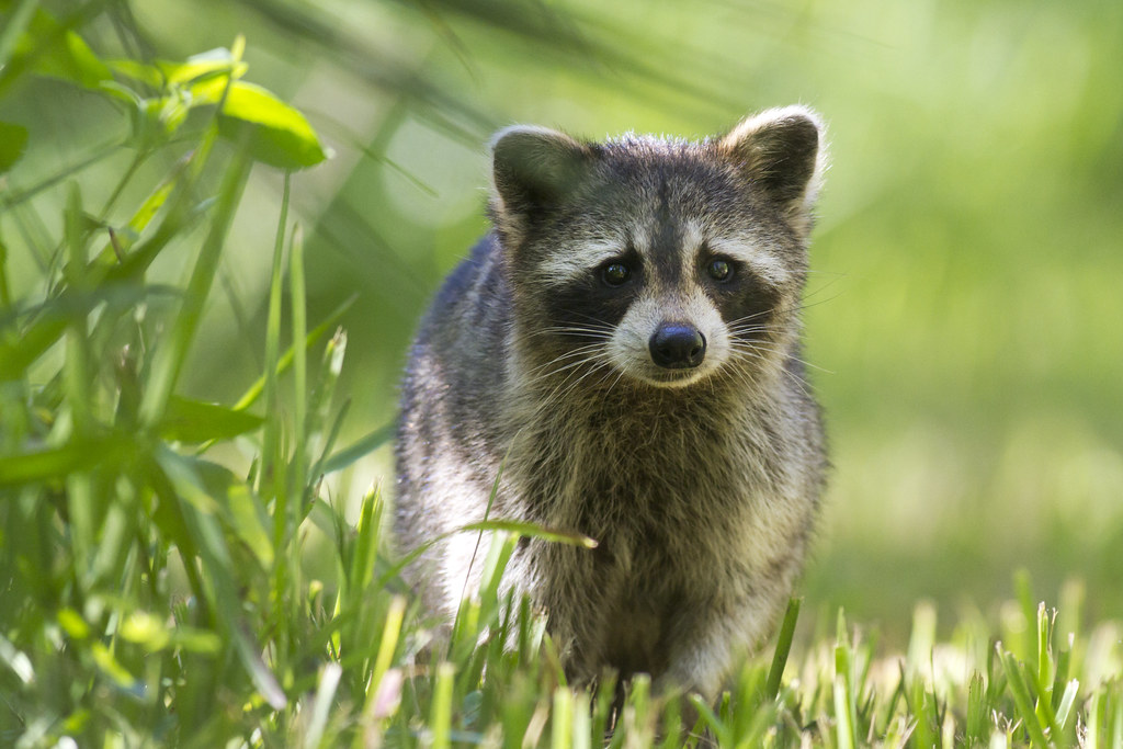 Pregnant Raccoon Greg Matthews Flickr