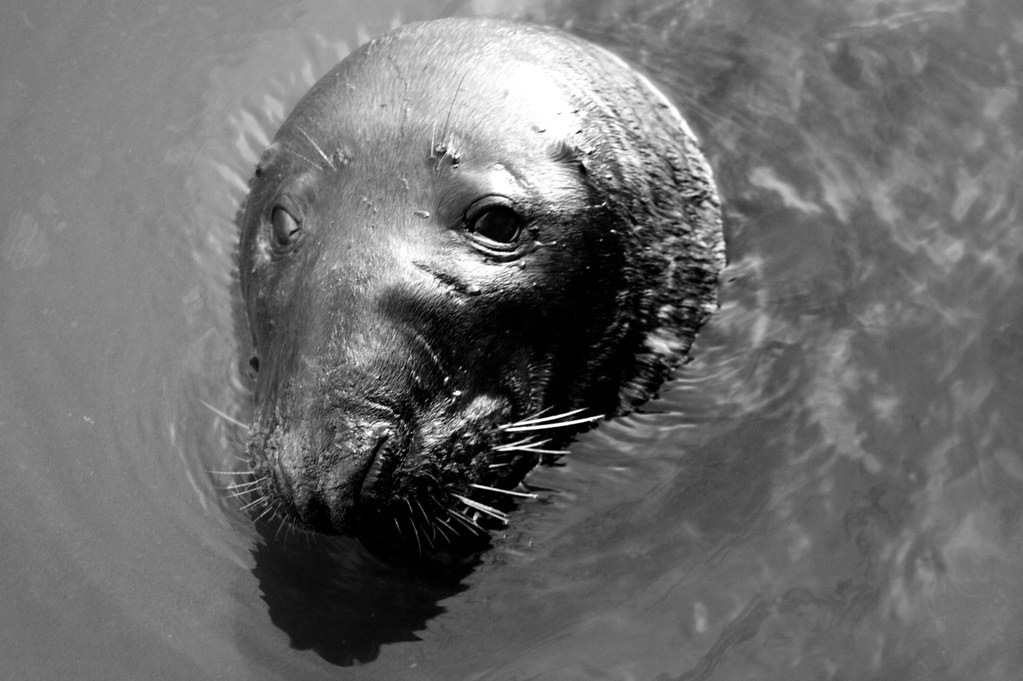 Harbour Seal at the Howth port (Co. Dublin) Angelo Failla Flickr