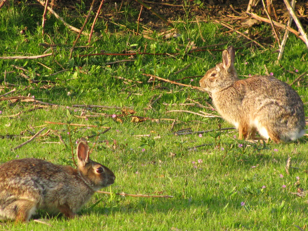 Bunches of Bunnies Along The Columbia River The other nigh… Flickr