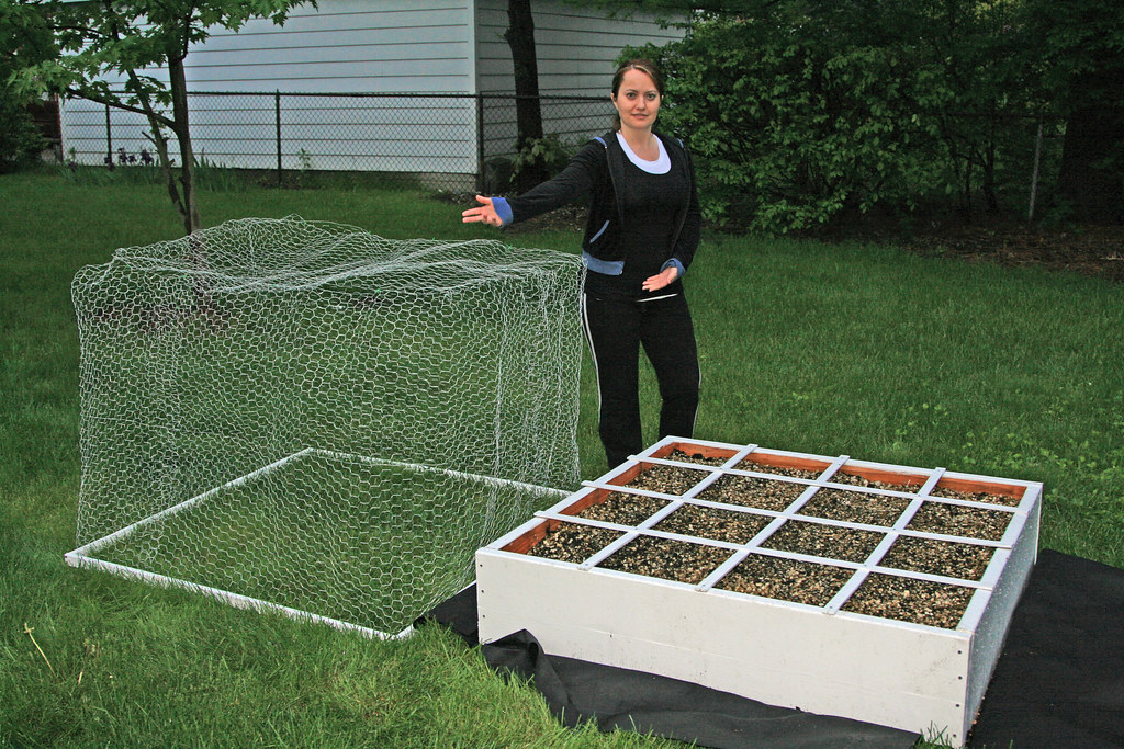 Margaret presents the chicken wire cage to the garden Flickr