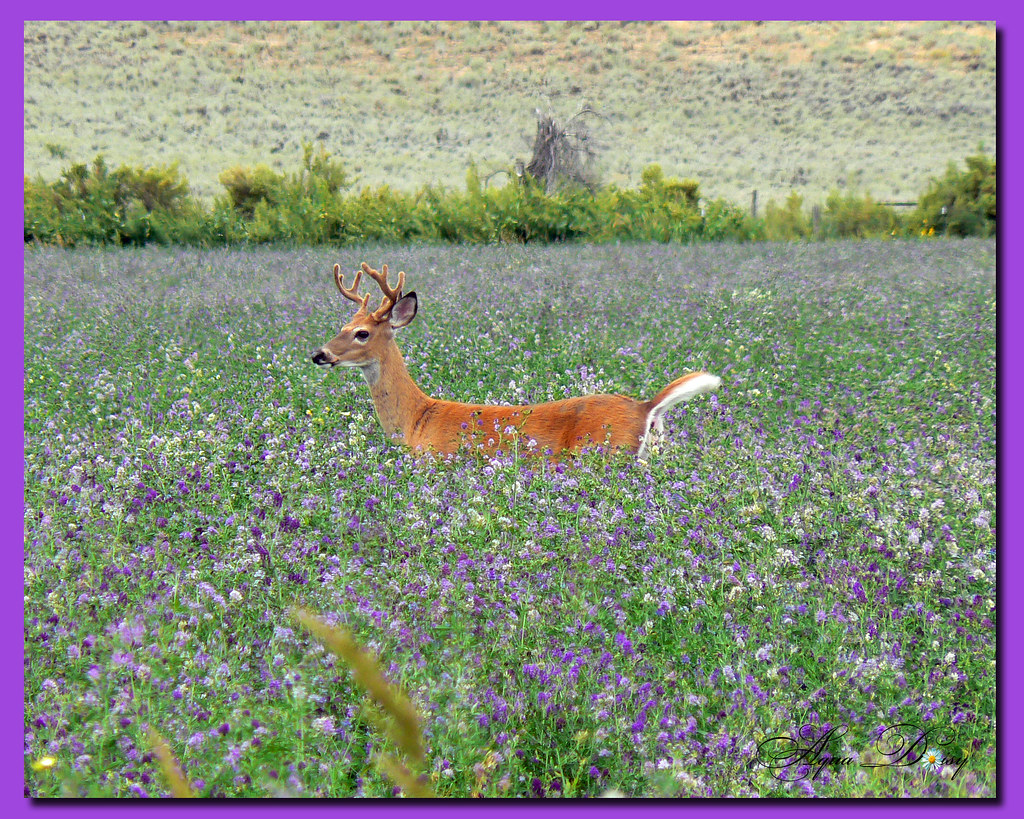 Deer In Alfalfa Field Aqua Daisy Flickr