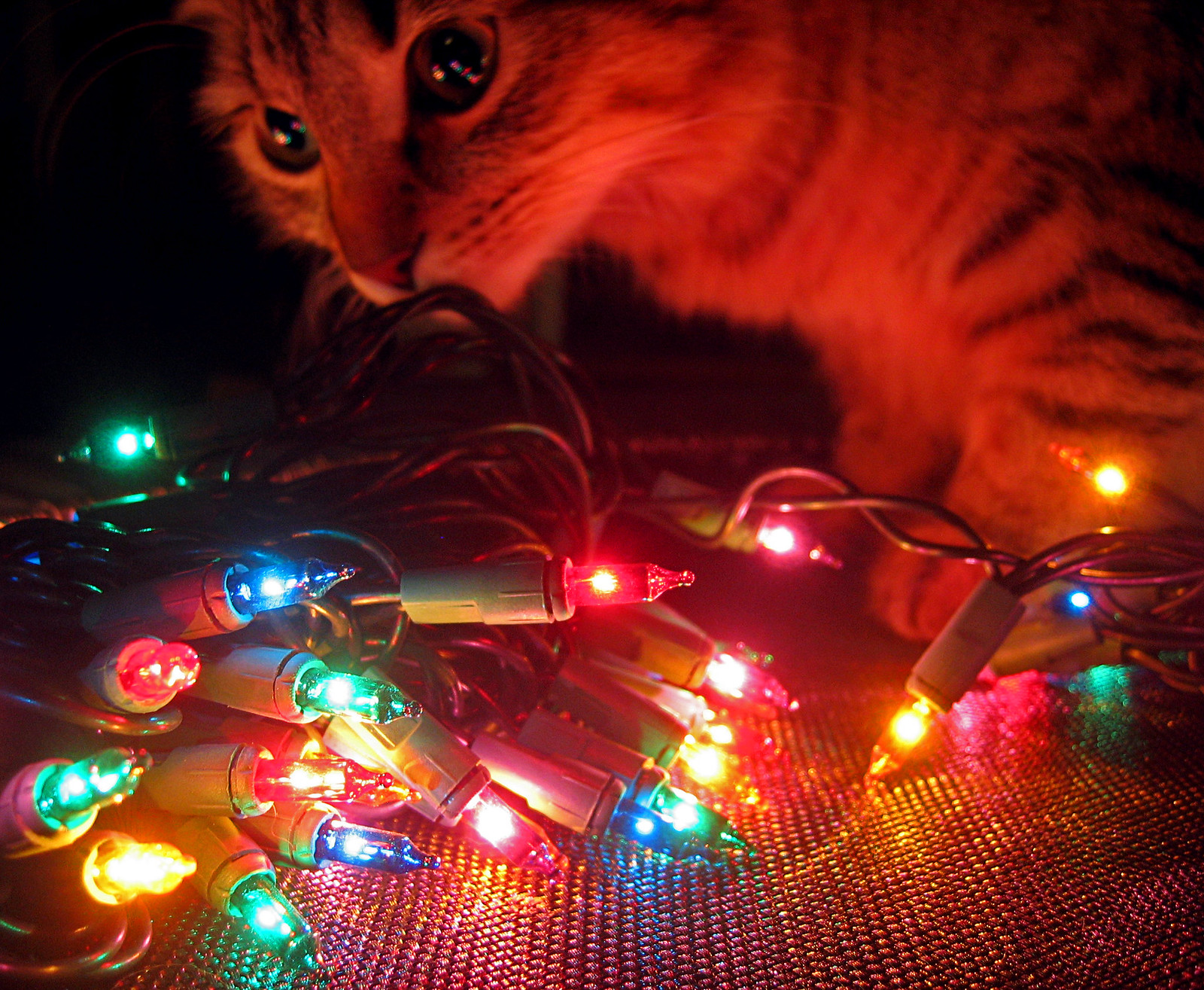 Cats and Christmas Lights Flickr