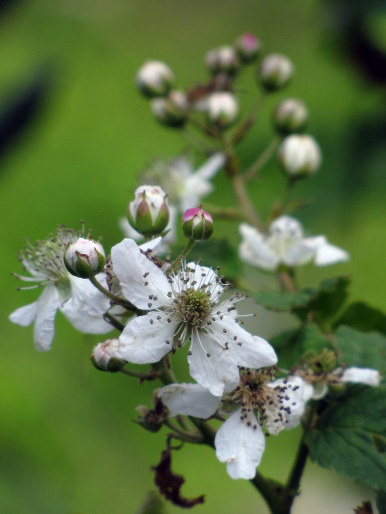 Blackberriestobe A couple of blackberry bushes in bloom … Flickr