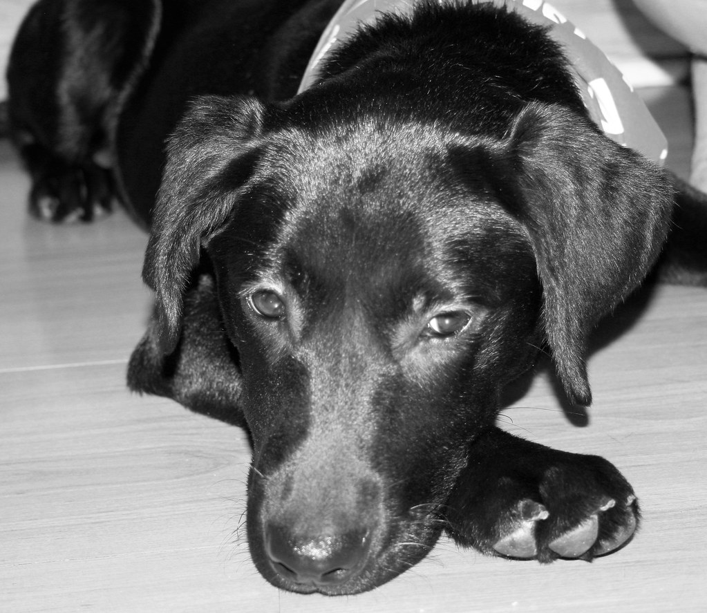 Midnight black and white black Labrador retriever