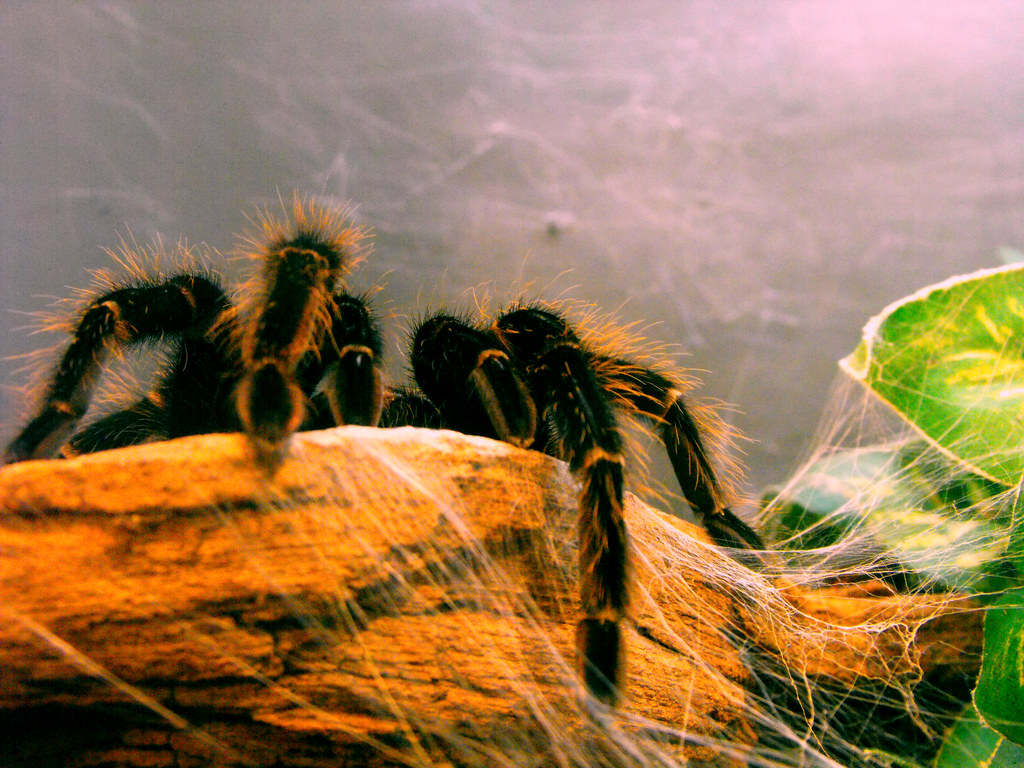 bad dream tarantula DianaKing Flickr