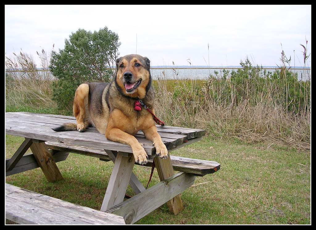 Scooter at Chincoteague 02 Taken at Chincoteague Island, N… Flickr