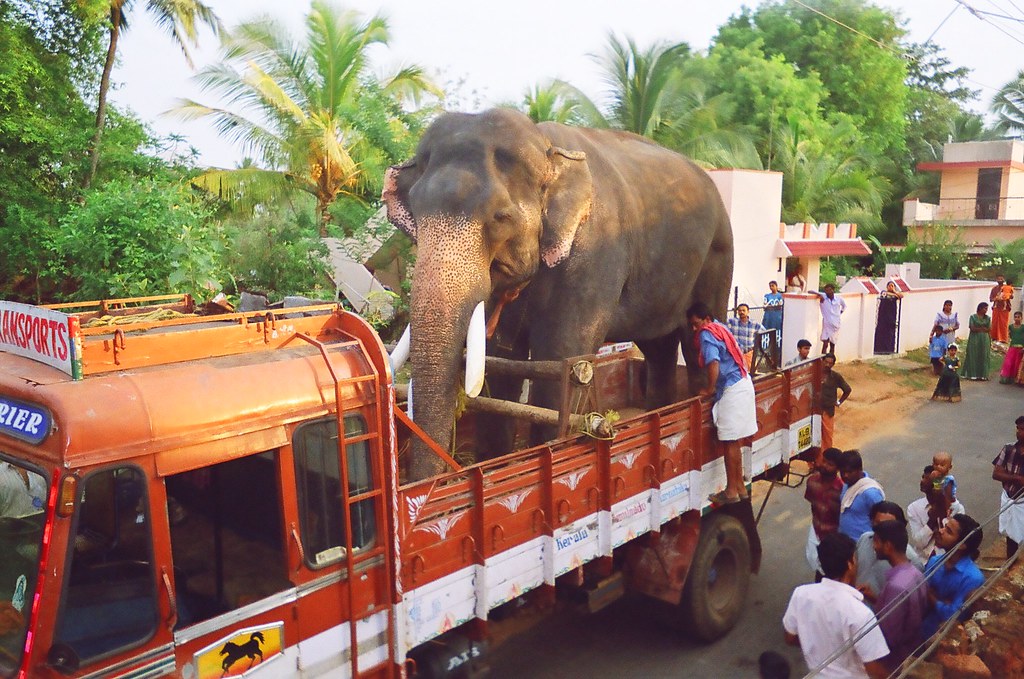 The Elephant transportation Karnan transported dittu_ram Flickr