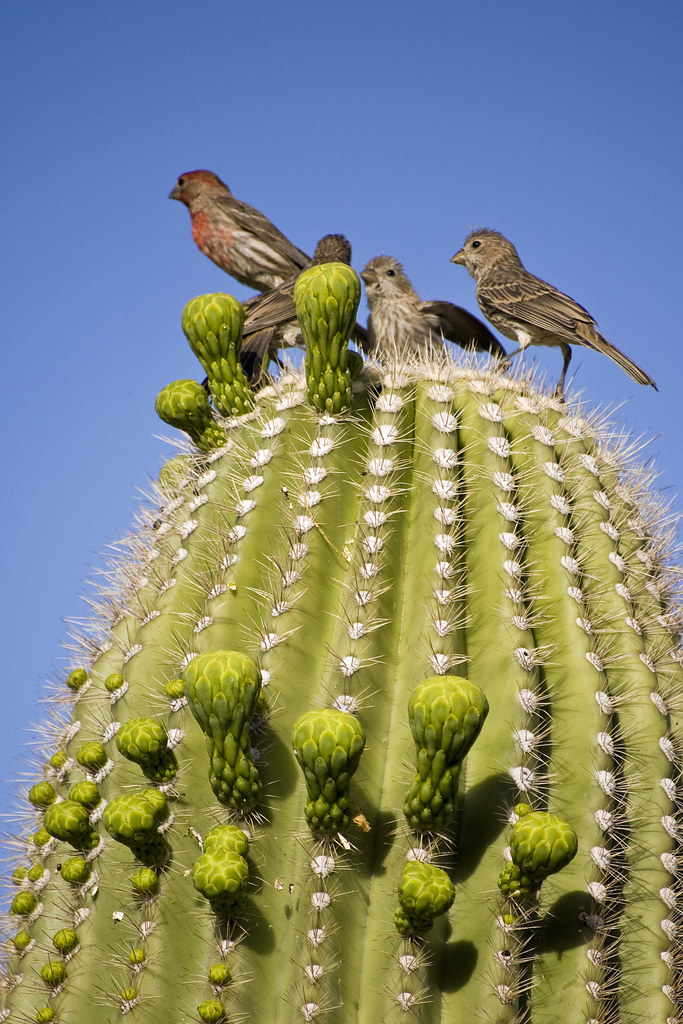 Can You Drink Saguaro Cactus Water / By 70 years of age, a saguaro