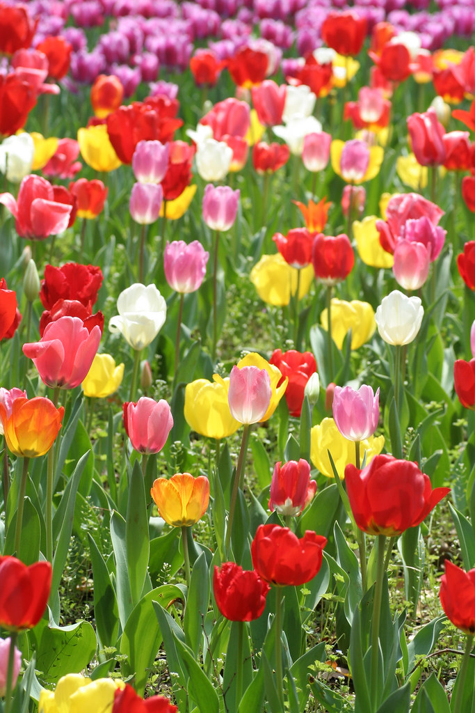 tulips in japan, tulips are one of the most major flowers … Flickr