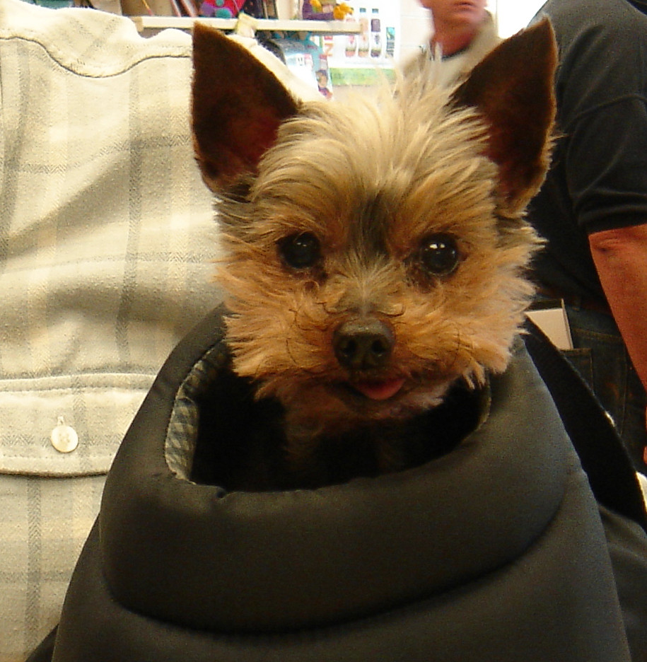Yorkie in a bag A dog being carried around Diss, Norfolk, … Flickr