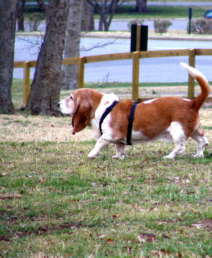 Basset Hound, Centennial Park dog park Brent Moore Flickr