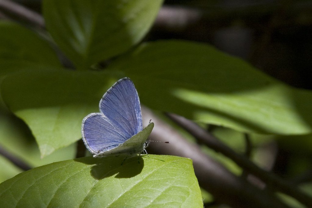 Purple Butterfly Why not view this in a slideshow? Kolby Flickr