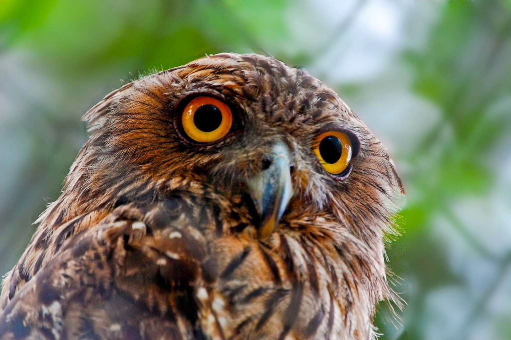Brown fish Owl Bubo ceylonensis Challiyil Eswaramangalath Pavithran