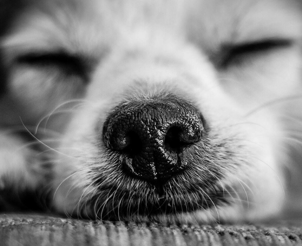 Sometimes I feel like a cat Marcy Schrum Flickr