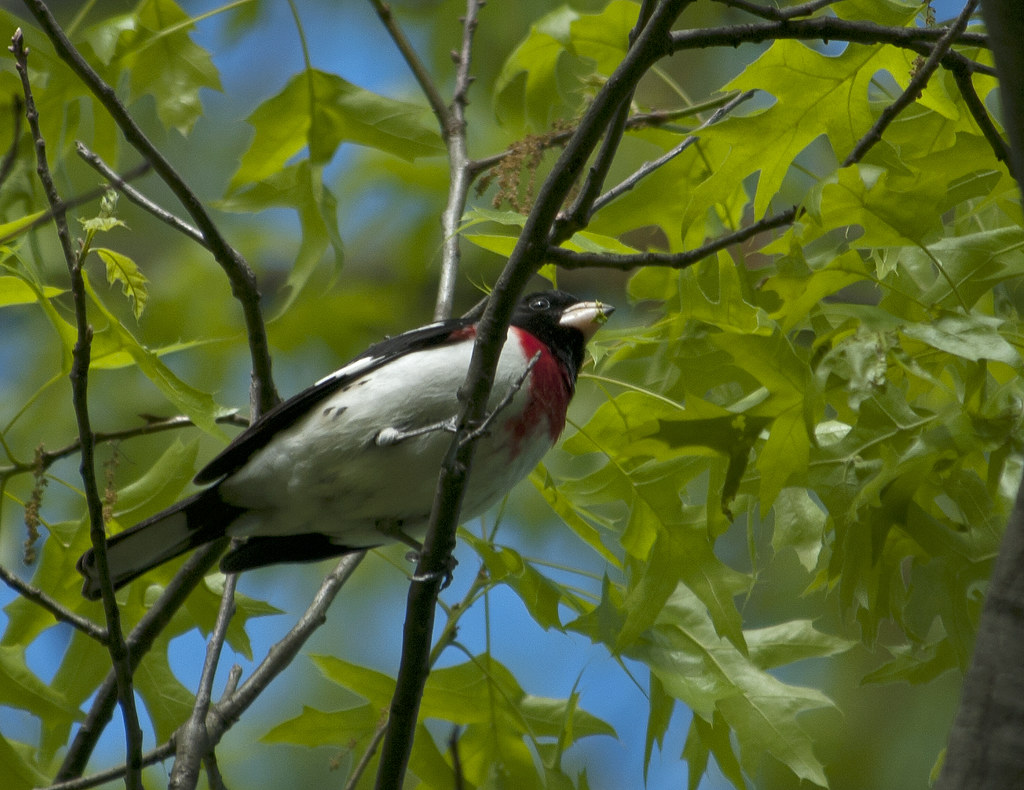 Rosebreasted Grosbeak 05/11/11 Garret Mountain, Paterson,… Flickr