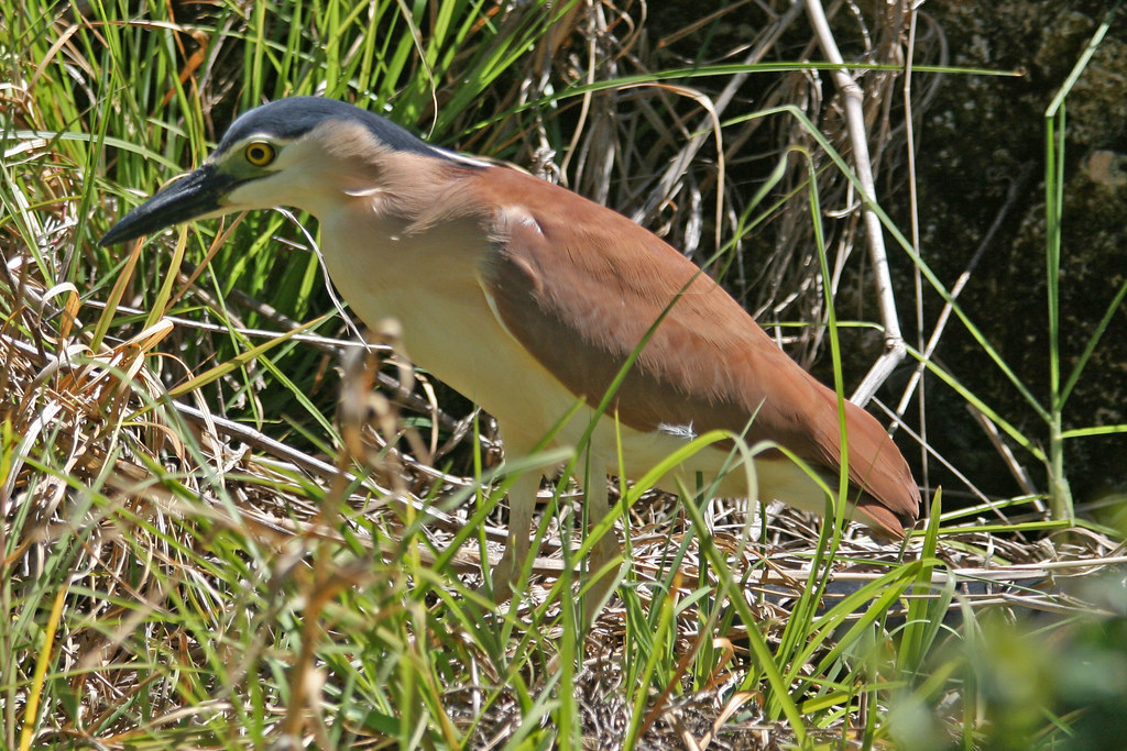 Bird (Perth Zoo, Western Australia) Simon Forsyth Flickr