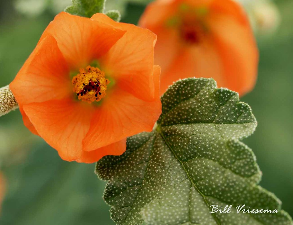 Tucson around town 30 This orange flower was growing like … Flickr