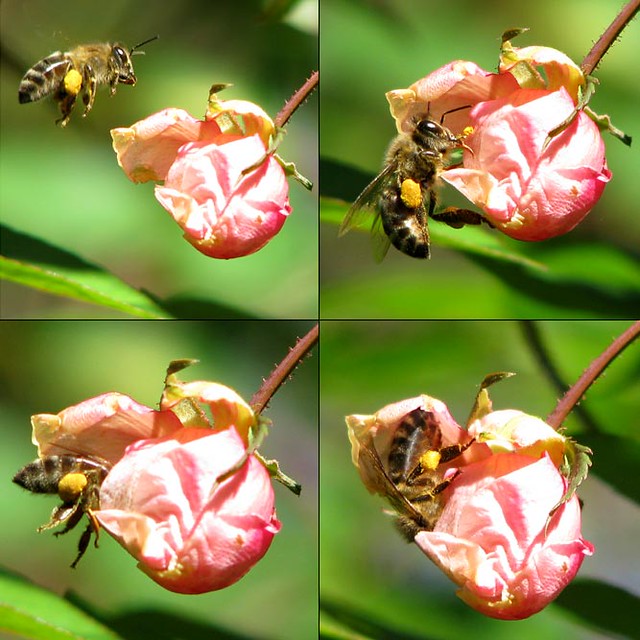 Bee with Rose Bud forcing open the bud Steven Flickr