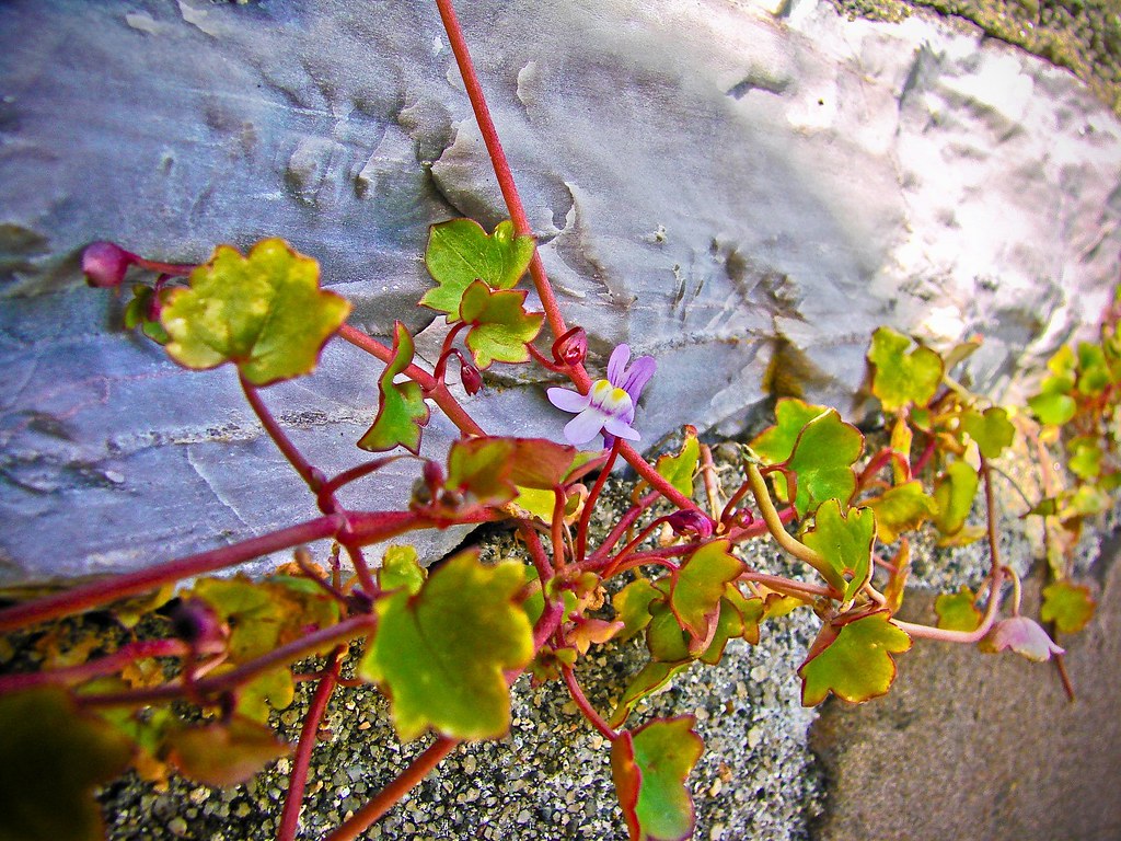 Face Flower Marcel Quiroga Defize Flickr