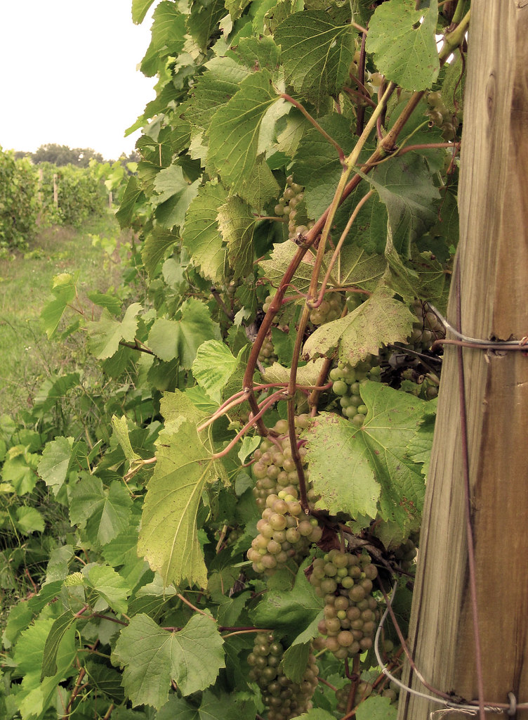 Vintage Vineyard A vineyard with a vintage feel. gibbie69 Flickr