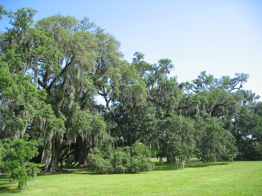 Evergreen Plantation, Wallace, Louisiana Robin Capper Flickr