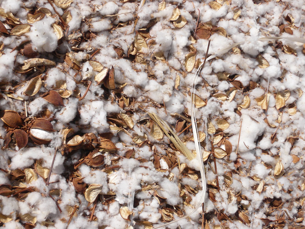Cotton Module Closeup of a module of cotton. K W Reinsch Flickr
