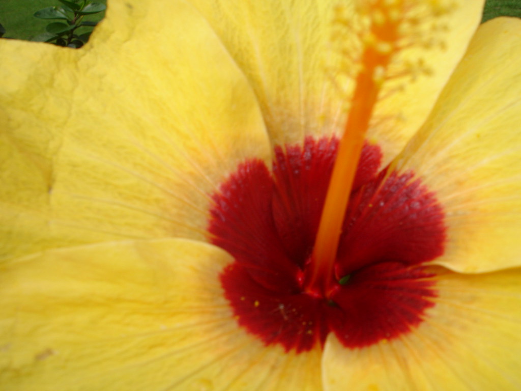 DSC06225Game Farm Big gumamela growing in the farm Lyn Gateley