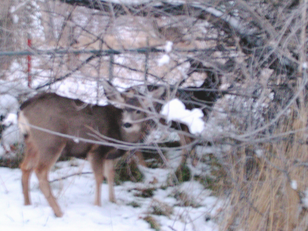 Flickriver Photoset 'My Deer Yard' by shankargallery