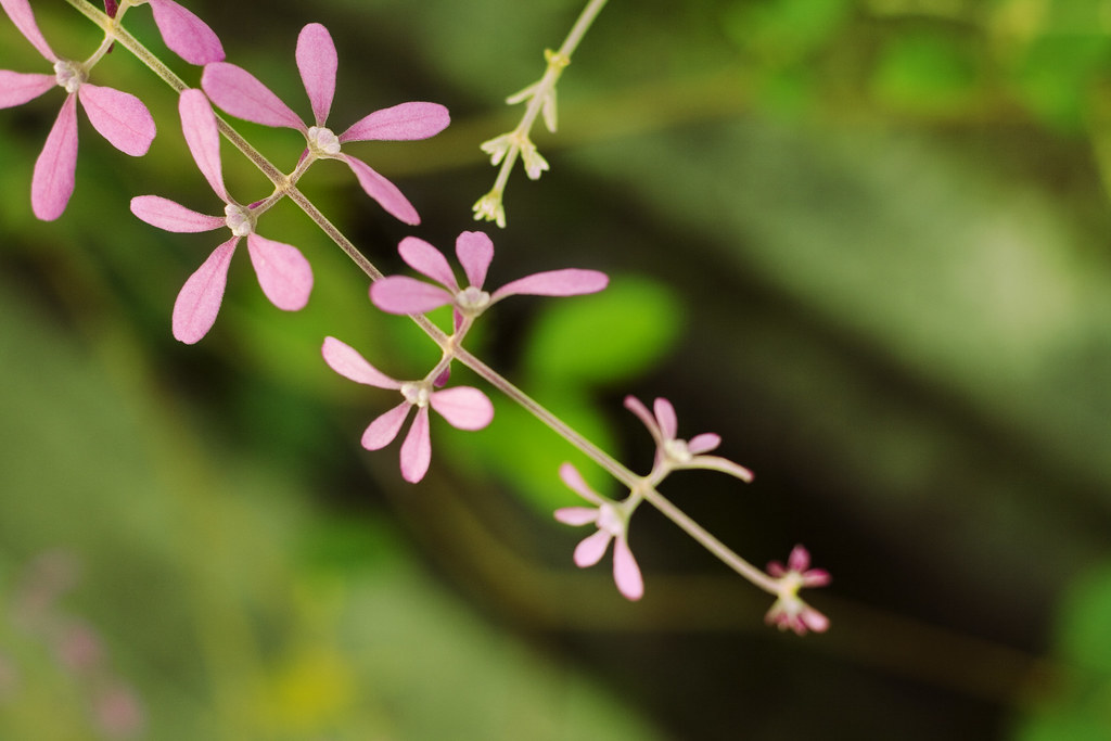 Spinning Flower Many people asked for the branches of this… Flickr