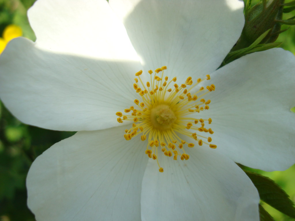 Rose sauvage blanche de mon jardin (1) macro Julie Kertesz Flickr