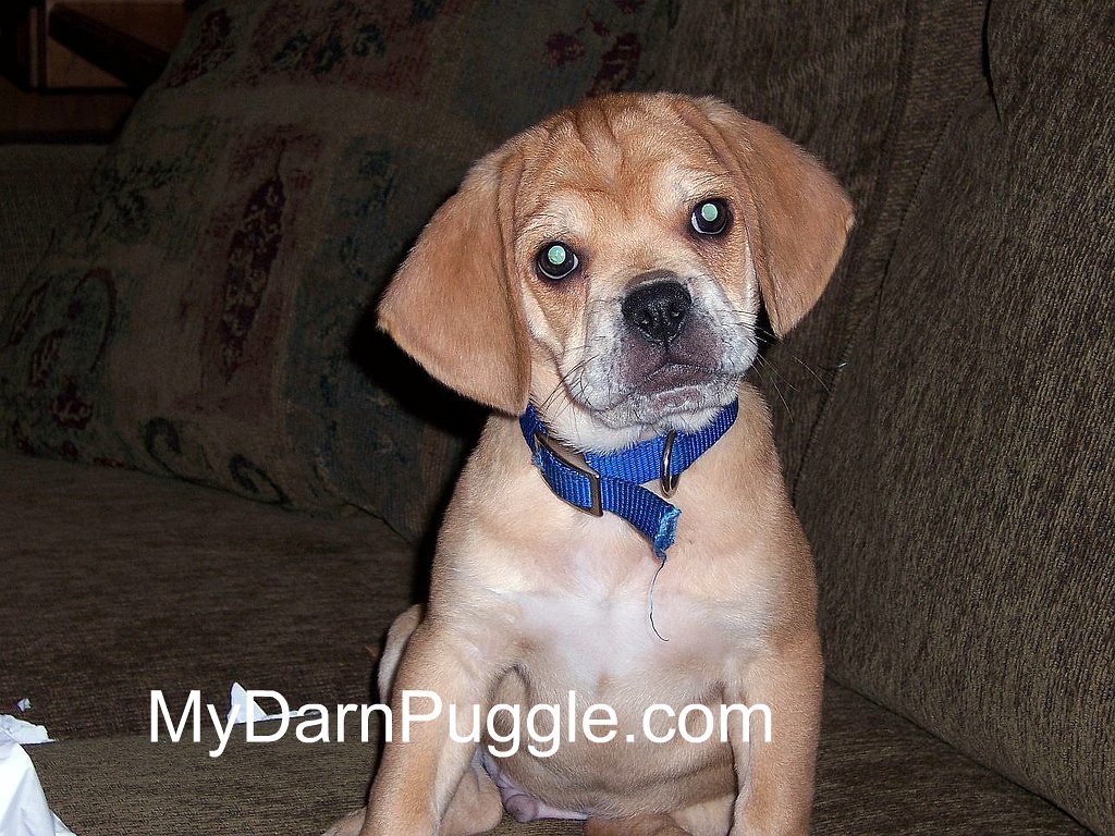 Eddie the Puggle sits Come see more of me at mydarnpuggle.… Flickr
