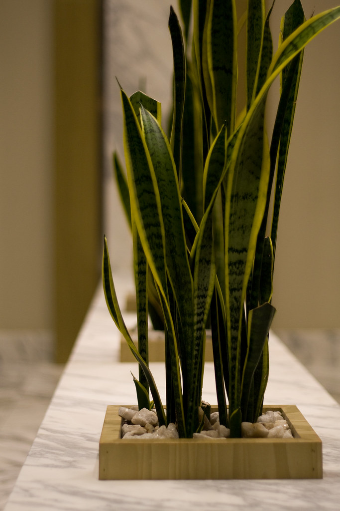 Lobby Plants The fake plants from the lobby of my Condo. veggiefrog