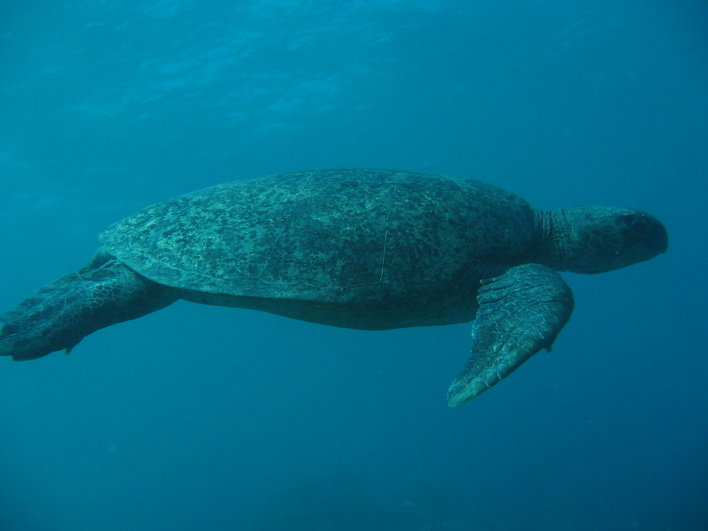 IMG_0167 Green Turtle, Raine Island, GBR, Australia ayelea Flickr