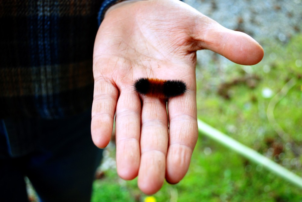 Woolly Bear | Jenessa and little woolly bear at Calliope