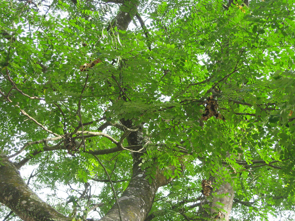 Pokok biji saga Adenanthera pavonina L. (mimosoideae