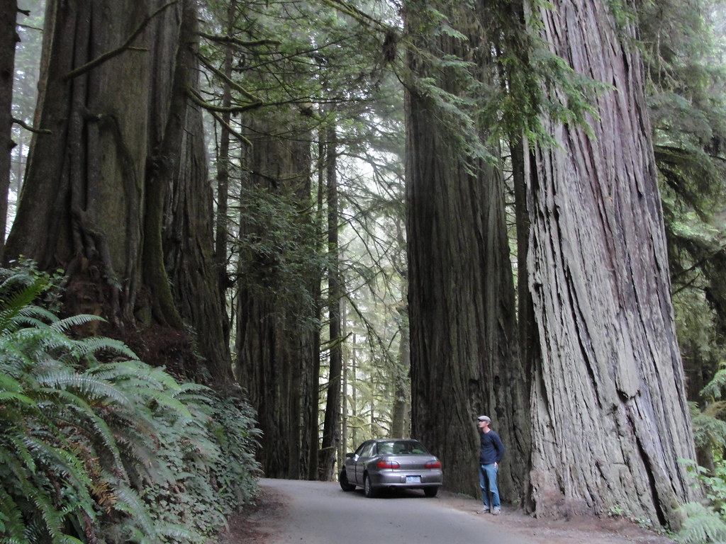 Day 6, Howland Hill Rd. Crescent City, Cali Candi Flickr