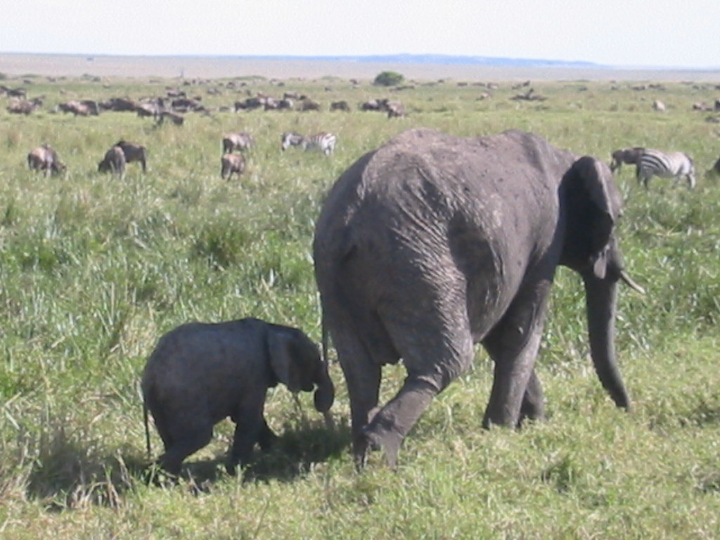 1131357 Baby Elephant Holding Mothers Tail 20040916 t… Flickr