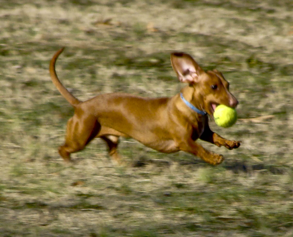 Weiner dog 1 Came across a young man training his daschund… Flickr