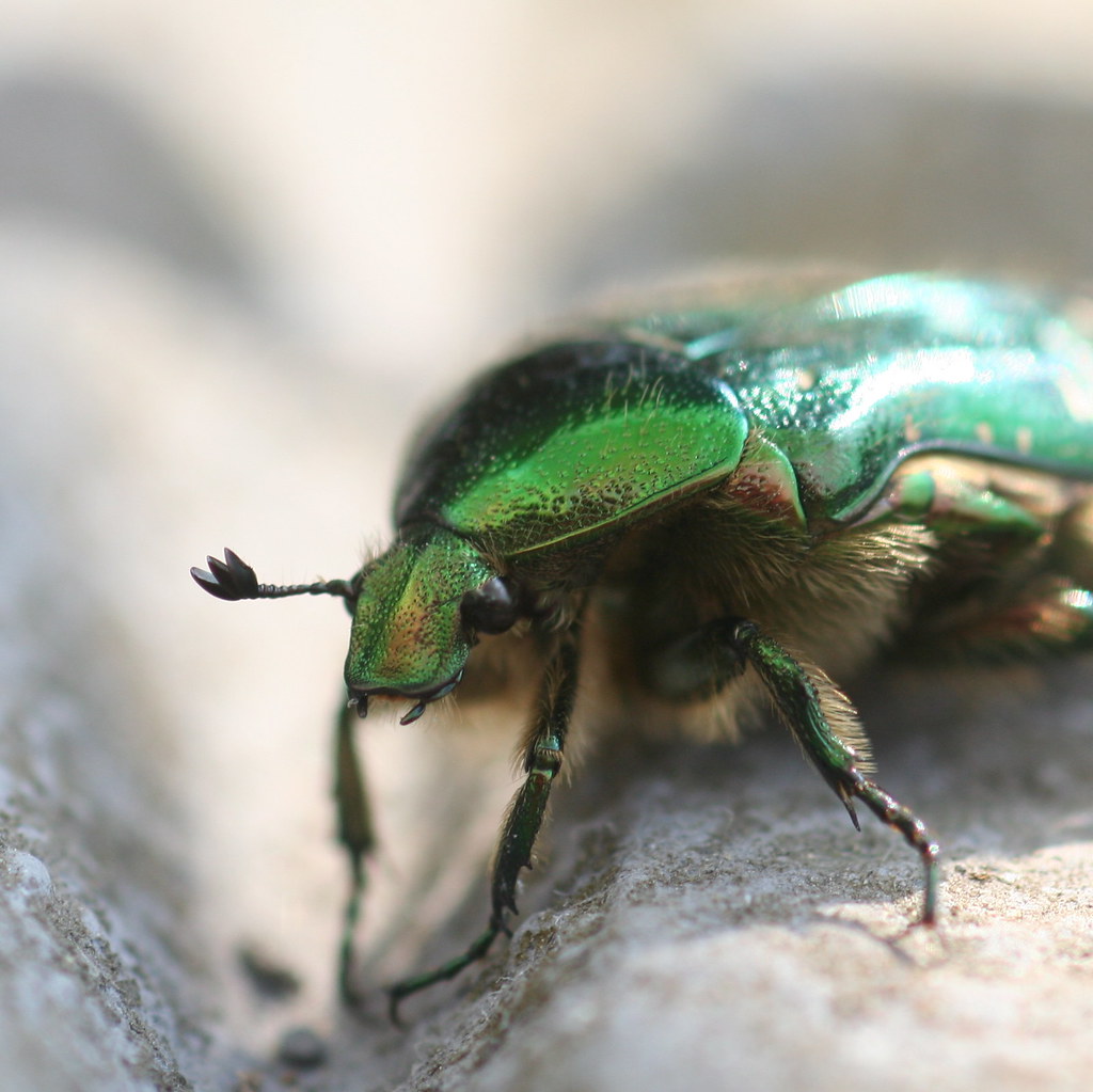 Green Beetle My favourite green beetle is back! And this t… Flickr