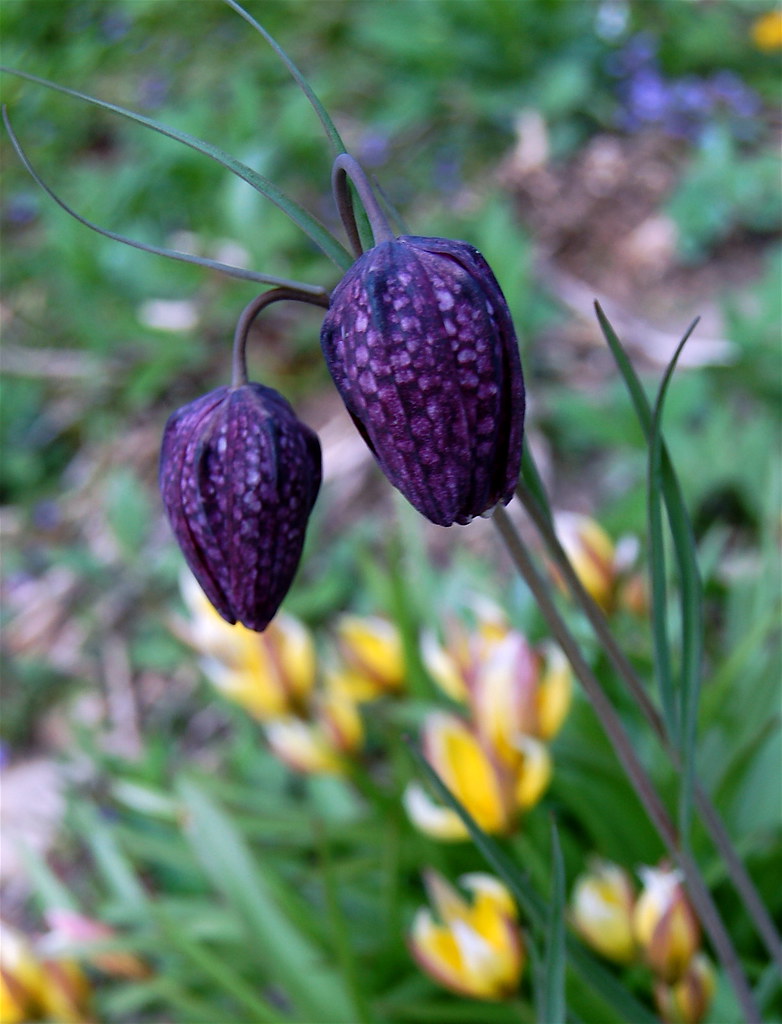 Two evil flowers What are they? They're evil, eeevviiiilll… Flickr