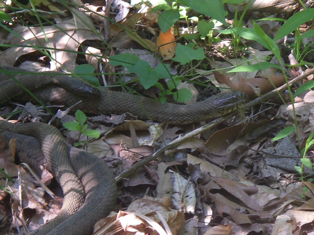 Pairing of northern water snakes Nerodia sipedon mating. F… Flickr