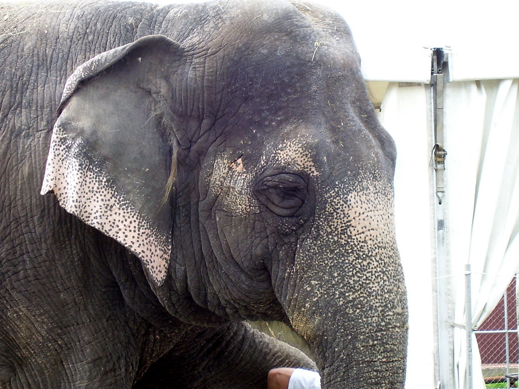 Elephant Why do elephants always look so sad? Aaron Schock Flickr
