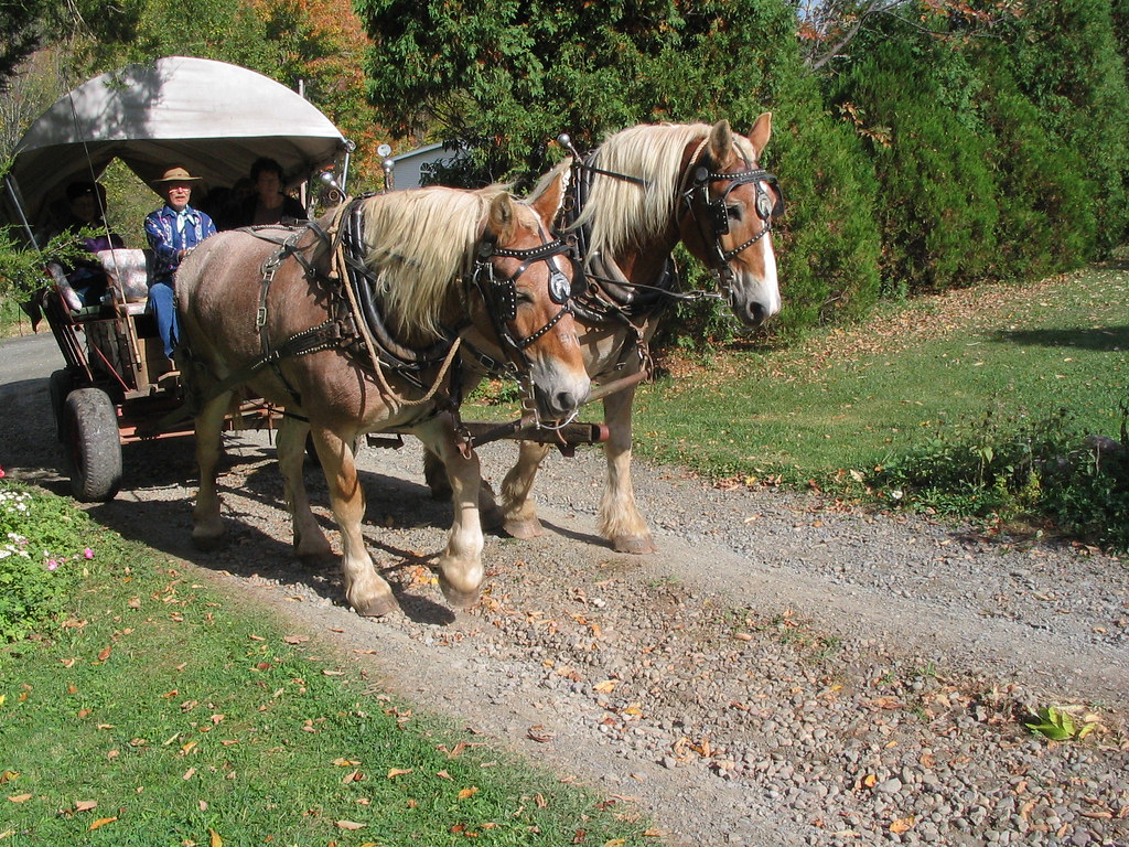 Wagon Ride Belgian horses pull a wagon near Wellsboro, Pen… Flickr