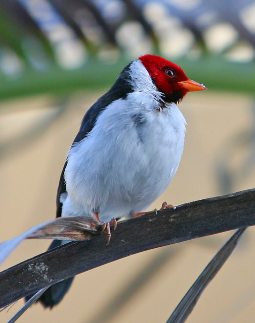 Yellowbilled Cardinal Photo was taken in Kona, Hawaii Flickr